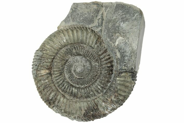 Ammonite (Dactylioceras) Fossil - England #223852